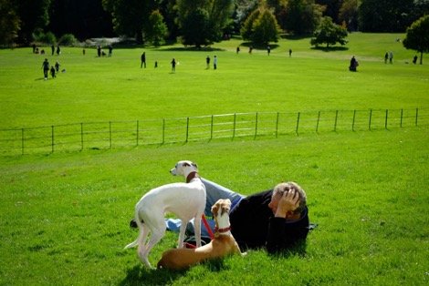 Dogs- Human’s BFF