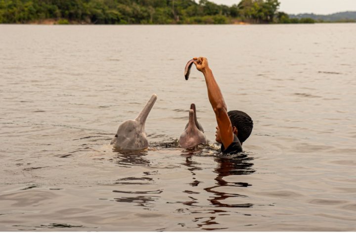 Dolphins and Humans- An Unexpected Friendship