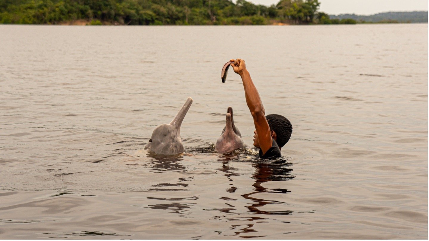 Dolphins and Humans- An Unexpected Friendship