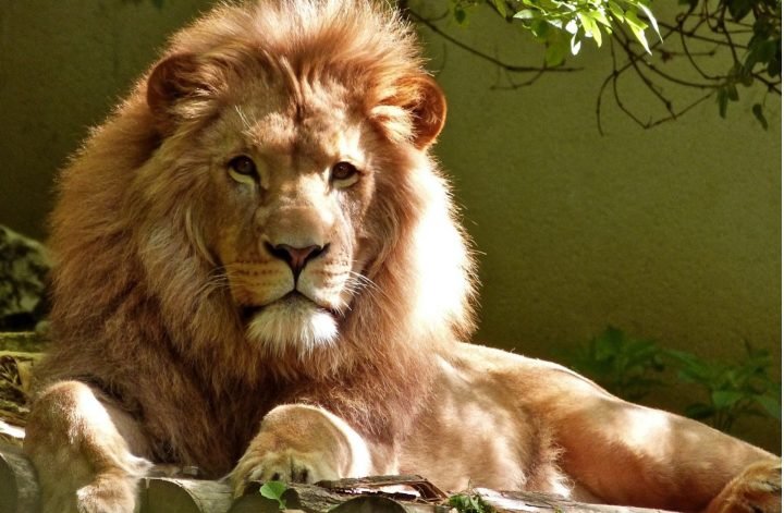 Owning a Lion- Biggest Cats of the Planet