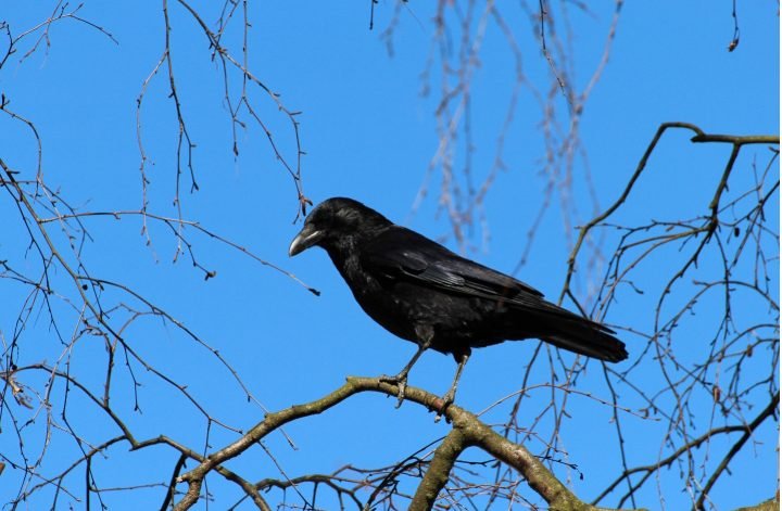 Ravens- Intelligent and Mysterious