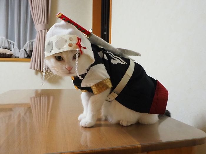 cats-anime-costumes-yagyouneko-japan-5f48cca26e80b__700_img_60d46464abbc3-1
