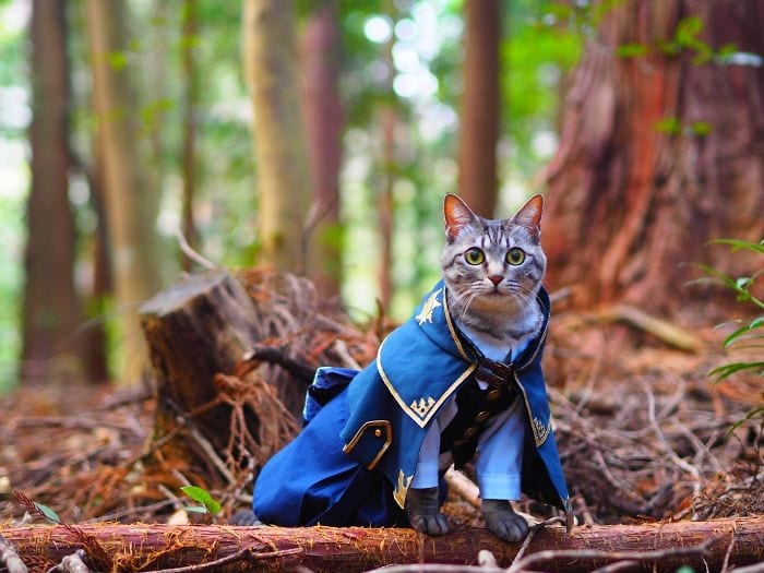 cats-anime-costumes-yagyouneko-japan-5f48f5691a55a__700_img_60d4646947095-1