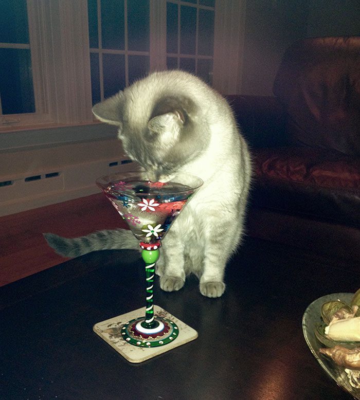 funny-spoiled-demanding-cats-110-609e5c279a1f7__700_img_6241db63384ba-3
