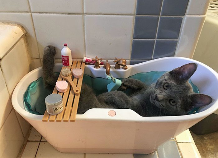funny-spoiled-demanding-cats-111-609e5c7592e90__700_img_6241db5e46100-3