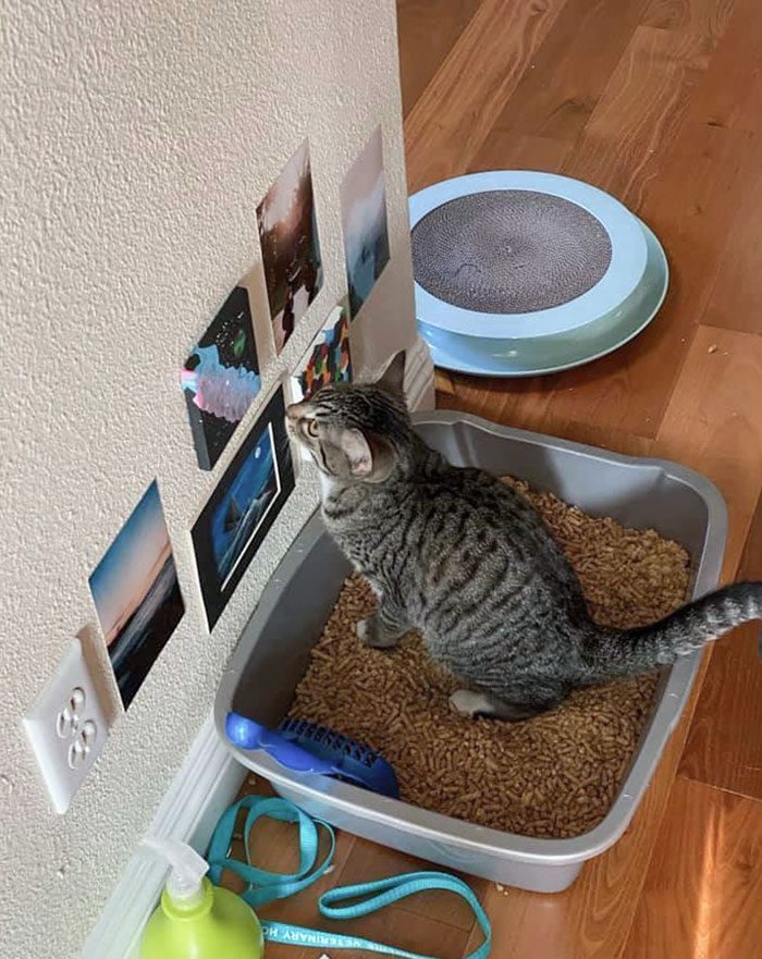 funny-spoiled-demanding-cats-116-609e5f123c48f__700_img_6241db625f19b-3