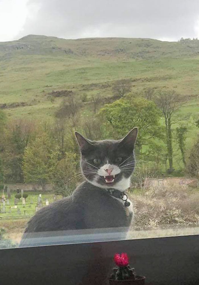 funny-spoiled-demanding-cats-140-60c8563e30bc7__700_img_6241db607d09c-3