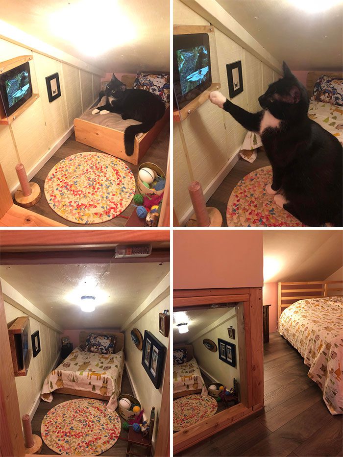funny-spoiled-demanding-cats-305-60c85830d5537__700_img_6241db5f53b47-3