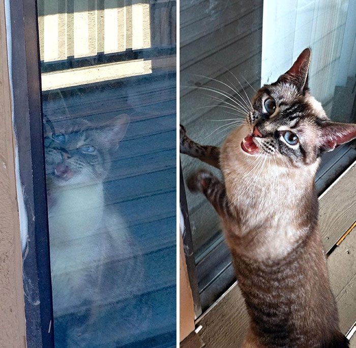 funny-spoiled-demanding-cats-309-60c86a7a29fbf__700_img_6241db6802fb2-3