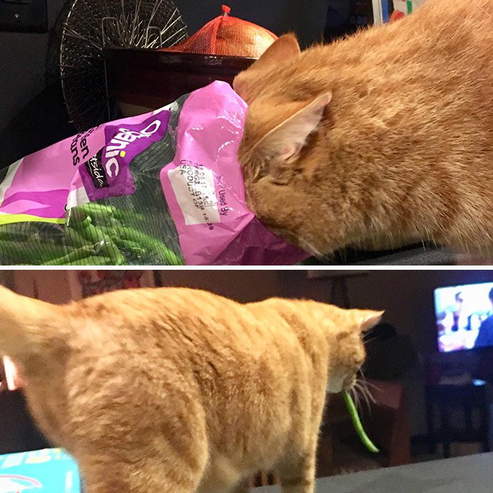 funny-spoiled-demanding-cats-310-60c86b98b68c5__700_img_6241db67033fe-3